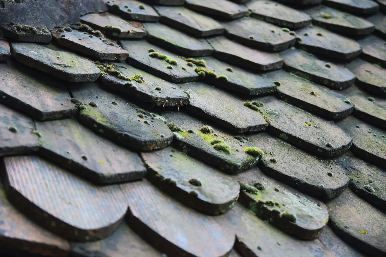 Before: old shingles covered in moss
