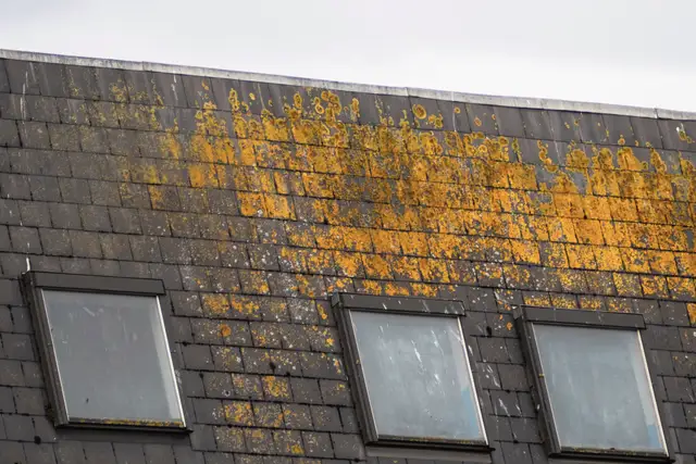 Shingle roof with three flat skylights and yellow moss across the slope